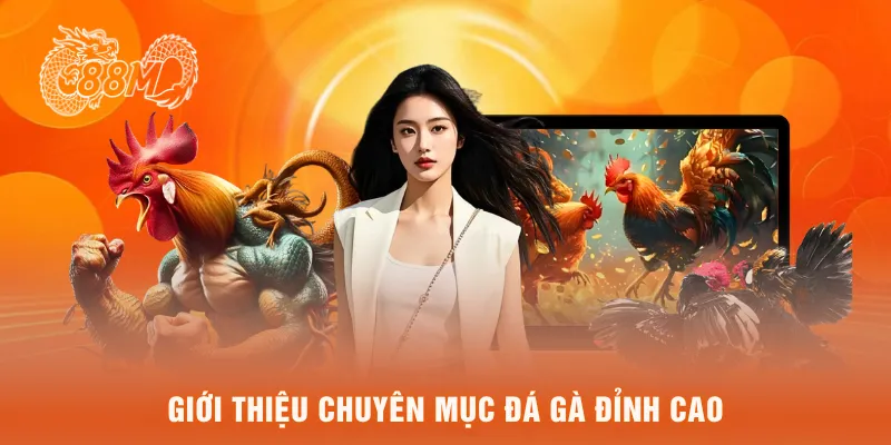 Giới thiệu chuyên mục đá gà đỉnh cao