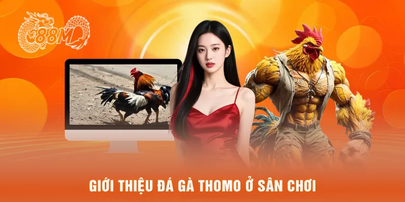 Giới thiệu đá gà thomo ở sân chơi