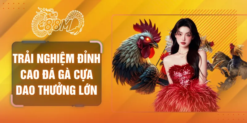 Đá gà cựa dao